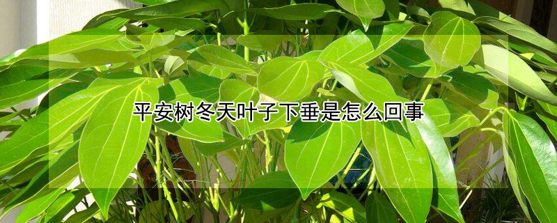 平安树冬天叶子下垂是怎么回事（平安树冬天叶子发黄掉落）
