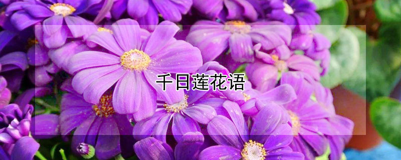 千日莲花语（千日莲花期）