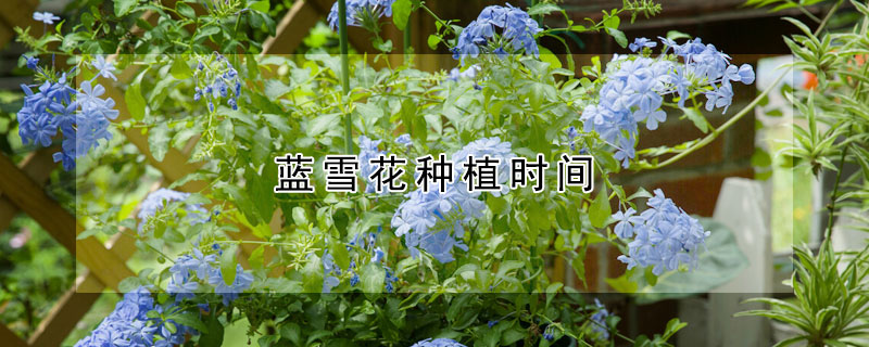 蓝雪花种植时间（蓝雪花种植技术）