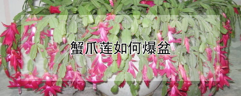 蟹爪莲如何爆盆（蟹爪莲如何爆盆视频）