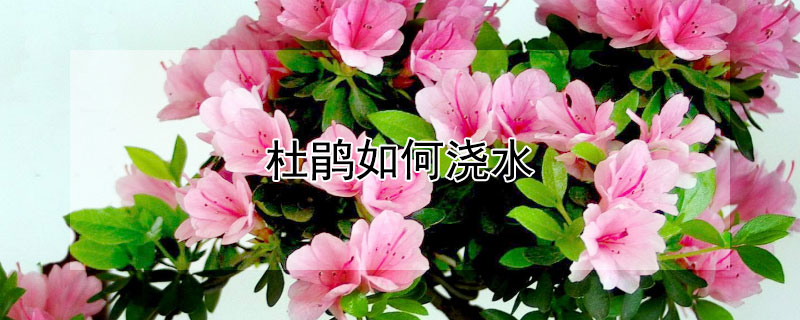 杜鹃如何浇水 杜鹃如何浇水?