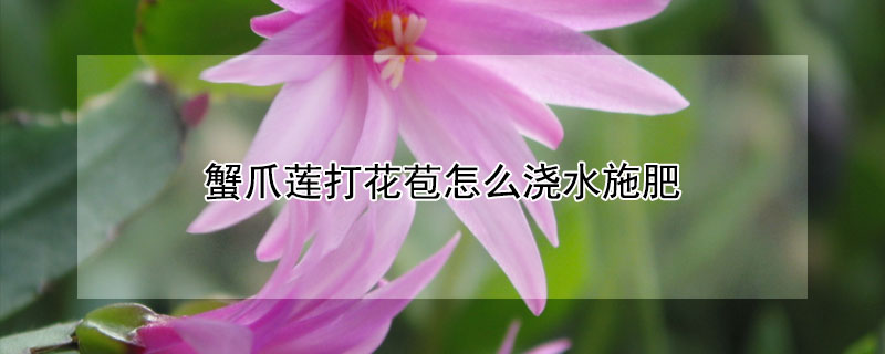 蟹爪莲打花苞怎么浇水施肥（蟹爪莲打花苞怎么浇水施肥视频）
