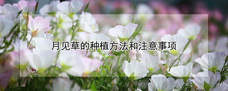 月见草的种植方法和注意事项 月见草的种植方法和注意事项有哪些