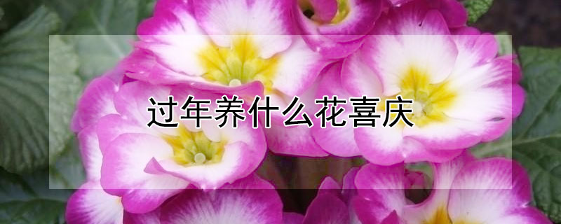 过年养什么花喜庆 过年养啥花