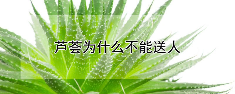 芦荟为什么不能送人 自己种的芦荟可以涂脸吗