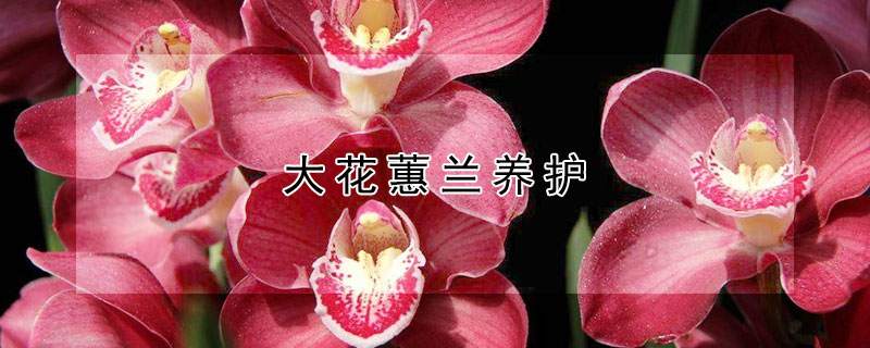 大花蕙兰养护 大花蕙兰养护方法
