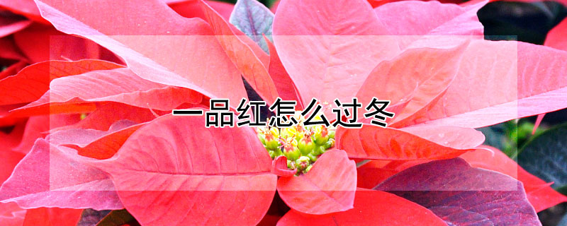 一品红怎么过冬（一品红冬天怎么养）