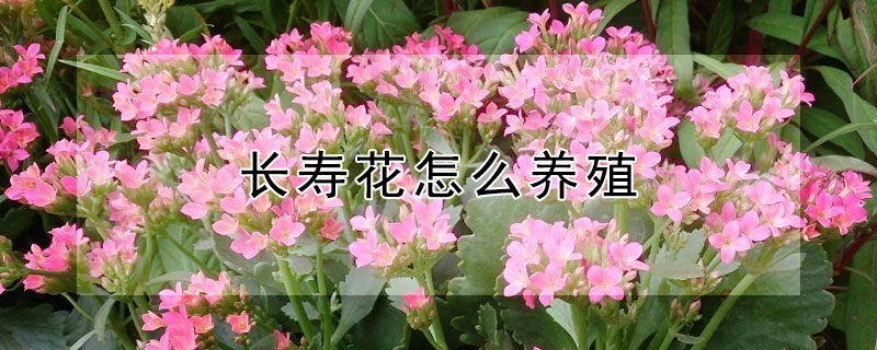长寿花怎么养殖（长寿花怎么养殖方法视频）