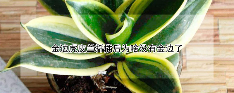 金边虎皮兰扦插后为啥没有金边了（金边虎皮兰扦插后为啥没有金边了呢）