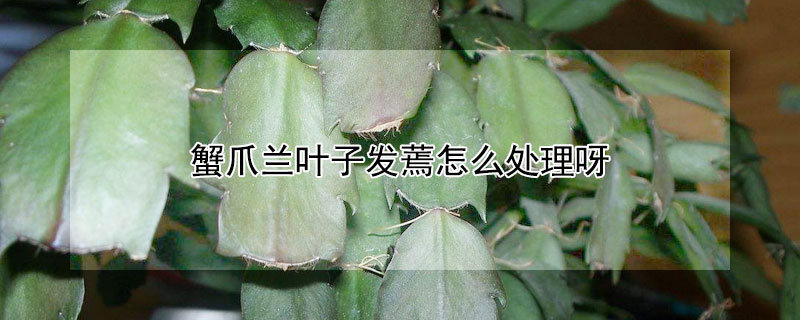 蟹爪兰叶子发蔫怎么处理呀 蟹爪兰叶子发蔫怎么处理呀