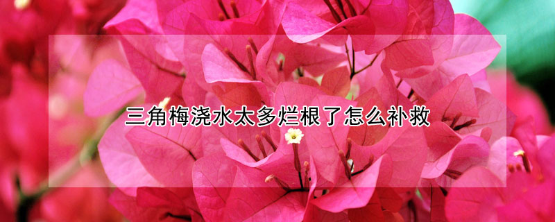 三角梅浇水太多烂根了怎么补救（三角梅浇水太多烂根了怎么补救视频）