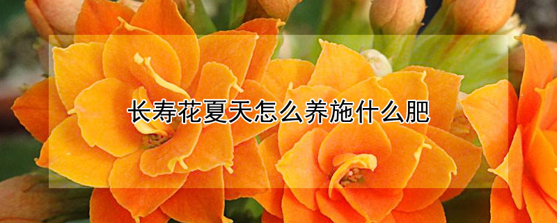 长寿花夏天怎么养施什么肥 长寿花夏天怎样养