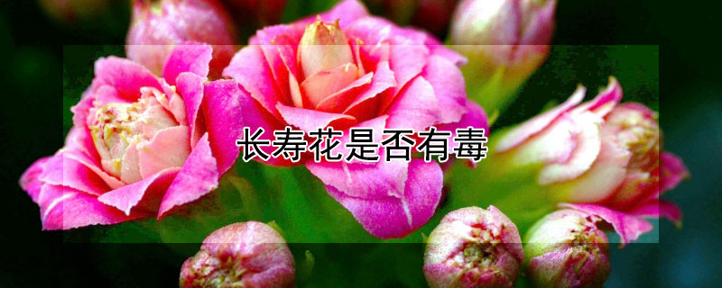 长寿花是否有毒（长寿花的花朵有毒吗）