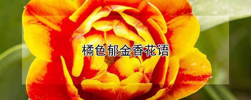 橘色郁金香花语（橘色郁金香花语大全）