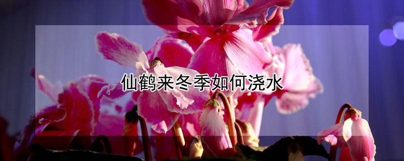 仙鹤来冬季如何浇水（仙鹤来冬天怎么养护）