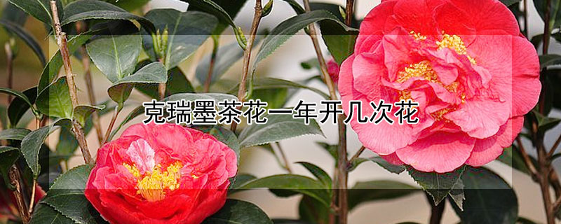 克瑞墨茶花一年开几次花（茶花克瑞墨的缺点）