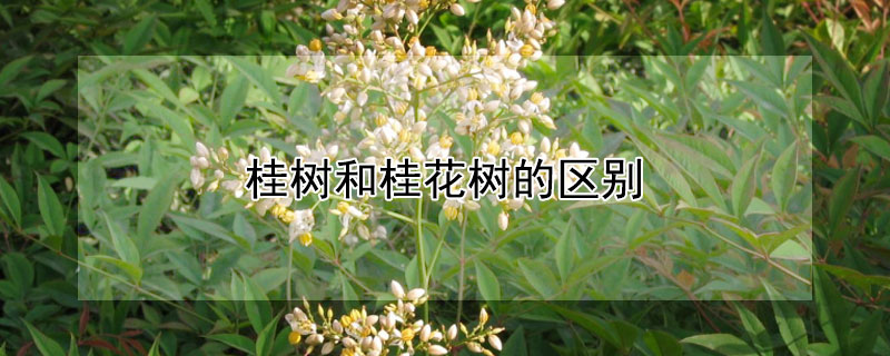 桂树和桂花树的区别 排名第一最好的镇宅树