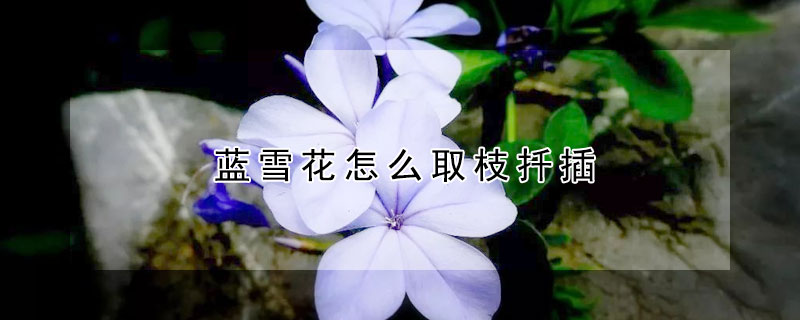 蓝雪花怎么取枝扦插 蓝雪花怎么取枝扦插图解