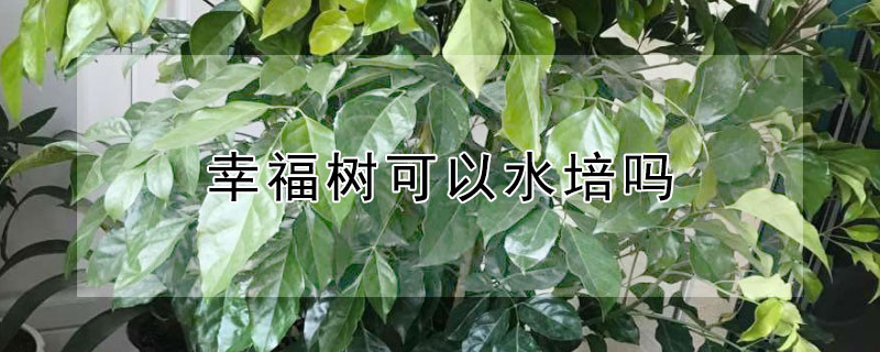 幸福树可以水培吗（幸福树水培繁殖）