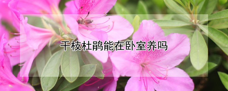 干枝杜鹃能在卧室养吗 干枝杜鹃能在卧室养吗冬天