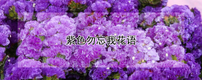 紫色勿忘我花语（紫色勿忘我花语经典唯美句子）
