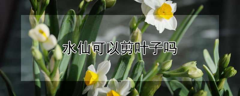 水仙可以剪叶子吗（水仙可不可以剪叶子）