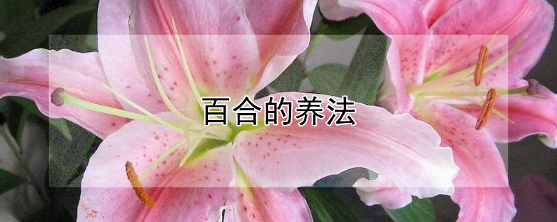 百合的养法（百合应该怎么养活）