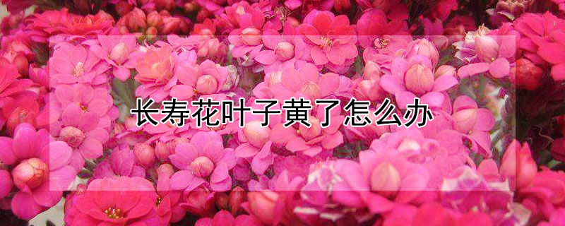 长寿花叶子黄了怎么办（长寿花叶子黄了怎么办视频）