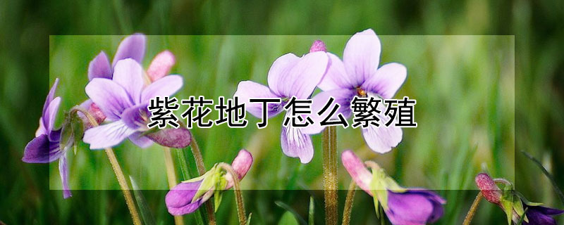 紫花地丁怎么繁殖（紫花地丁怎么繁殖的）