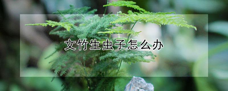 文竹生虫子怎么办 文竹生虫子怎么办视频