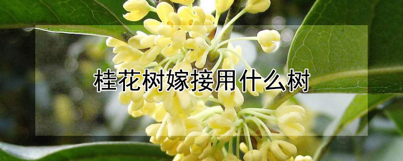 桂花树嫁接用什么树（桂花树嫁接用什么树好）