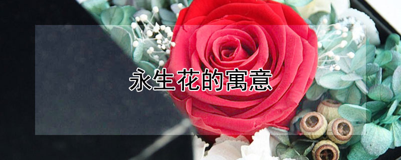 永生花的寓意 白色永生花的寓意