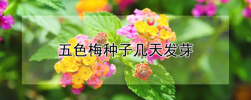 五色梅种子几天发芽 五色梅种子几天发芽出苗