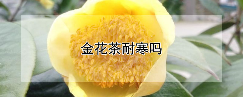 金花茶耐寒吗（金花茶耐寒吗冬天）