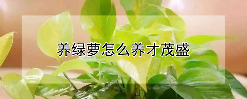 养绿萝怎么养才茂盛（绿萝多久浇一次水）