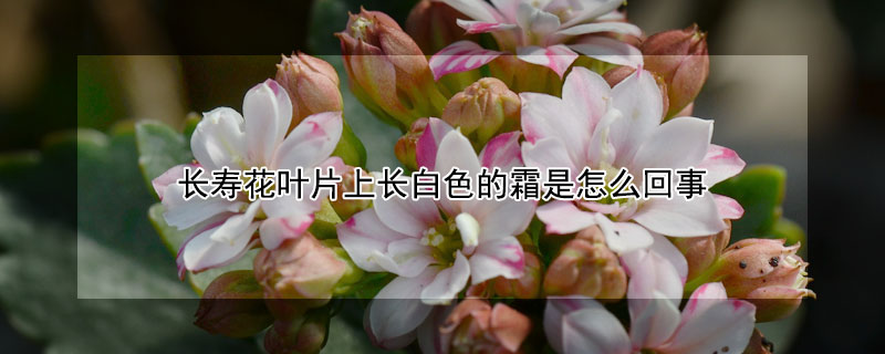 长寿花叶片上长白色的霜是怎么回事 长寿花叶片出现白色的是啥东西