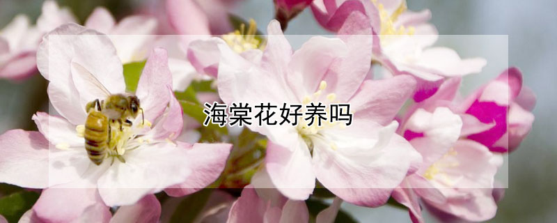 海棠花好养吗（重瓣丽格海棠花好养吗）