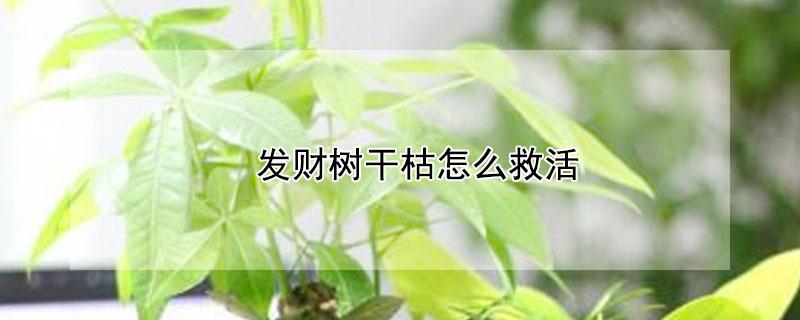 发财树干枯怎么救活 发财树干干枯怎么救活