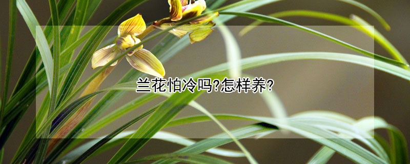 兰花怕冷吗?怎样养?（兰花怕冷吗?怕冻吗?）