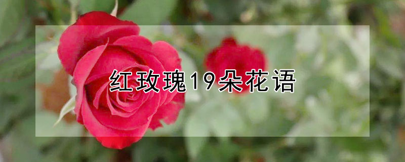 红玫瑰19朵花语（红玫瑰19朵花语是什么意思）