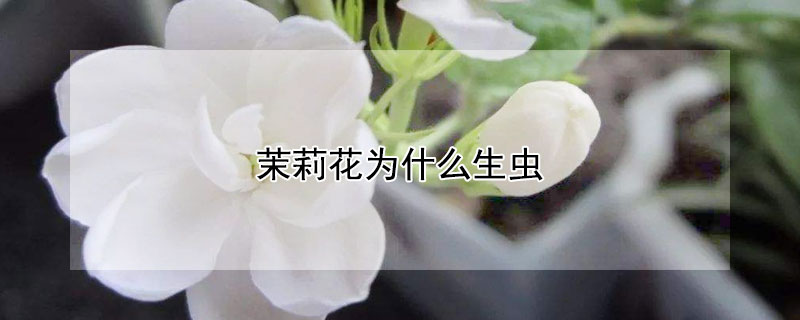 茉莉花为什么生虫 茉莉花怎么会长虫