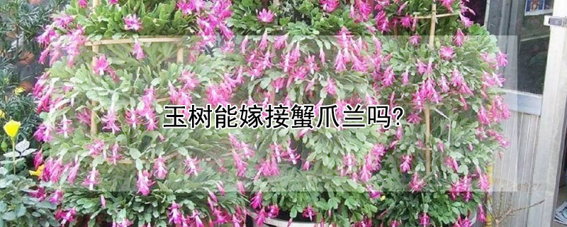 玉树能嫁接蟹爪兰吗?（玉树能嫁接蟹爪兰吗视频）