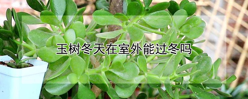 玉树冬天在室外能过冬吗（冬天冻不死的20种花）
