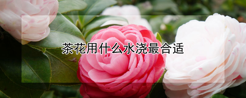 茶花用什么水浇最合适 茶花是凶树还是吉树