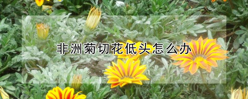 非洲菊切花低头怎么办 非洲菊鲜切花需要醒花吗