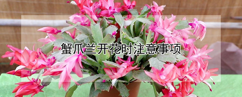 蟹爪兰开花时注意事项 蟹爪兰开花时注意事项有哪些
