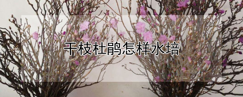 干枝杜鹃怎样水培 干枝杜鹃如何水培
