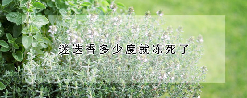 迷迭香多少度就冻死了（迷迭香能活几年）