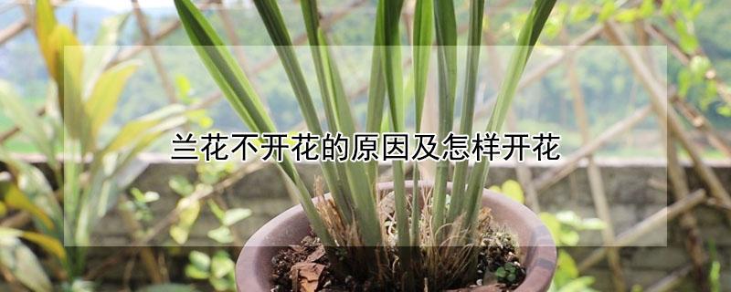 兰花不开花的原因及怎样开花（兰花不开花的主要原因）