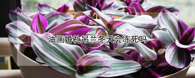 油画婚礼吊兰冬天会冻死吗（油画婚礼吊兰适应的温度）